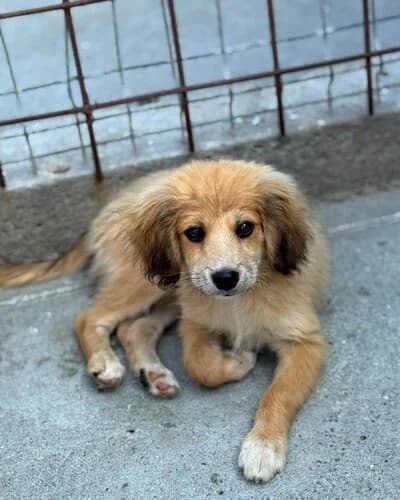 Câine 1356, female Mixed Breed for adoption at Adăpost Canin Craiova