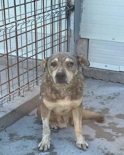 Câine 1376, male Mixed Breed for adoption at Adăpost Canin Craiova