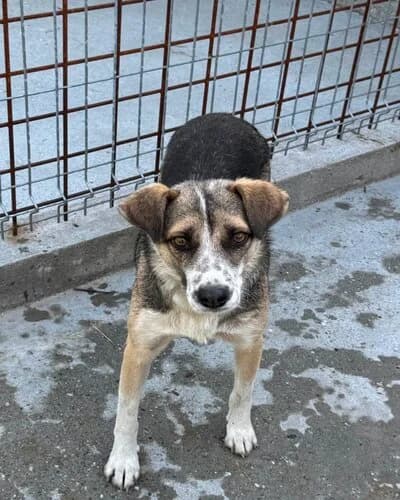 Câine 1377, female Mixed Breed for adoption at Adăpost Canin Craiova