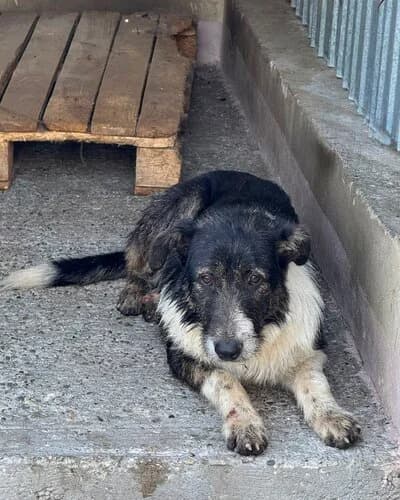 Câine 1378, male Mixed Breed for adoption at Adăpost Canin Craiova