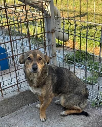 Câine 1396, female Mixed Breed for adoption at Adăpost Canin Craiova