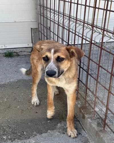Câine 1397, female 5yo Mixed Breed for adoption at Adăpost Canin Craiova