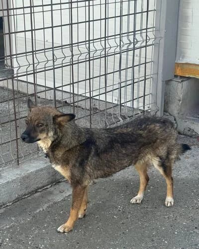 Câine 1403, female 3yo Mixed Breed for adoption at Adăpost Canin Craiova