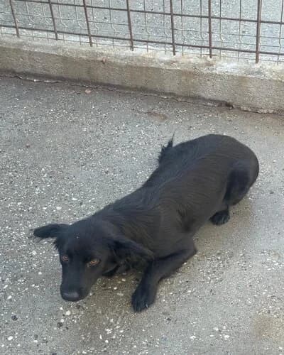 Câine 1404, female young Mixed Breed for adoption at Adăpost Canin Craiova