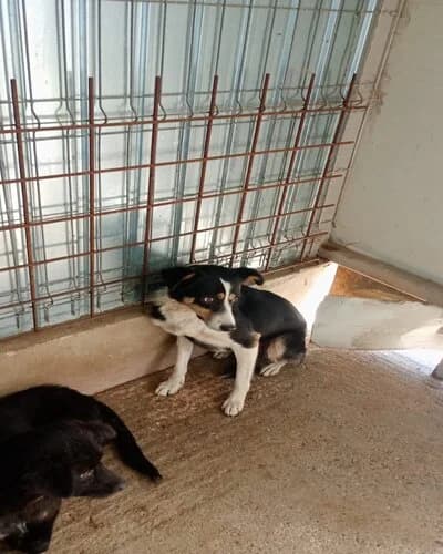 Câine 1418, Mixed Breed (Adăpost Canin Craiova)