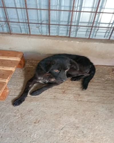 Câine 1420, female young Mixed Breed for adoption at Adăpost Canin Craiova