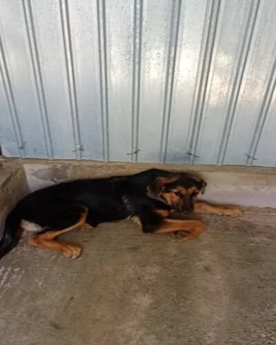Câine 1423, female young Mixed Breed for adoption at Adăpost Canin Craiova