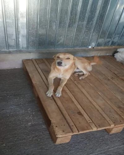 Câine 1440, male 3yo Mixed Breed for adoption at Adăpost Canin Craiova