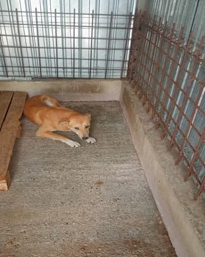 Câine 1453, male young Mixed Breed for adoption at Adăpost Canin Craiova