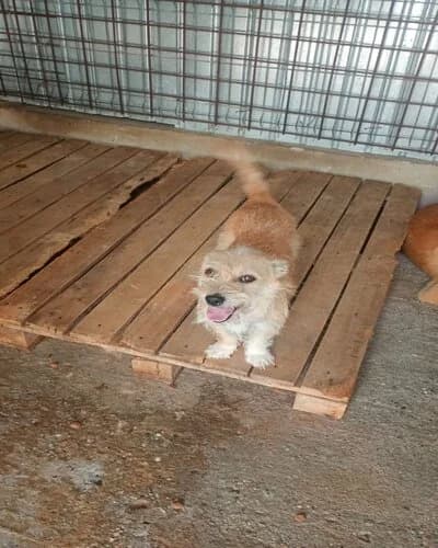 Câine 1456, female 4yo Mixed Breed for adoption at Adăpost Canin Craiova