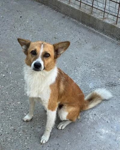 Câine 1473, male 4yo Mixed Breed for adoption at Adăpost Canin Craiova