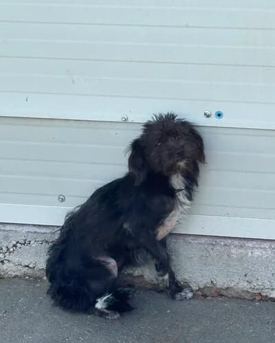 Câine 1482, female 4yo Mixed Breed for adoption at Adăpost Canin Craiova