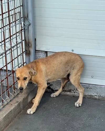 Câine 1483, male Mixed Breed for adoption at Adăpost Canin Craiova