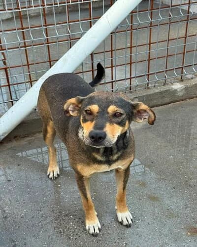 Câine 1484, female 7yo Mixed Breed for adoption at Adăpost Canin Craiova