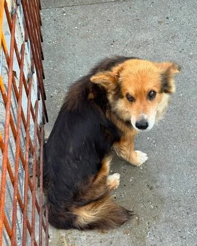 Câine 1486, male 6yo Mixed Breed for adoption at Adăpost Canin Craiova