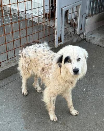 Câine 1487, male 3yo Mixed Breed for adoption at Adăpost Canin Craiova