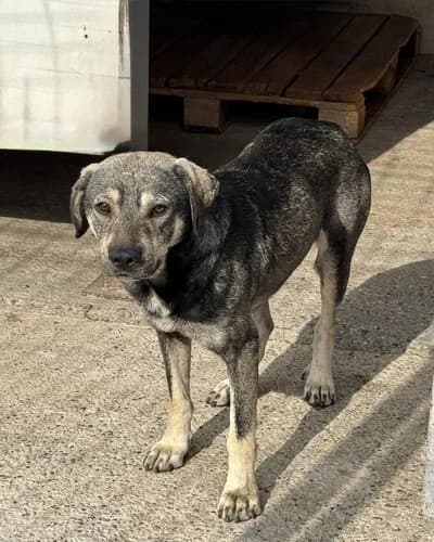 Câine 1491, male 3yo Mixed Breed for adoption at Adăpost Canin Craiova
