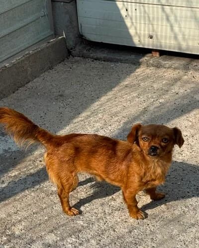 Câine 1503, female 4yo Mixed Breed for adoption at Adăpost Canin Craiova