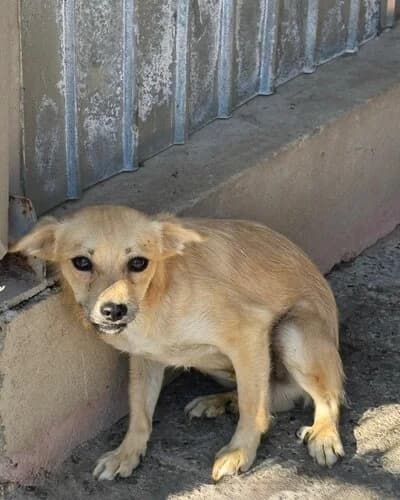 Câine 1513, male 3yo Mixed Breed for adoption at Adăpost Canin Craiova