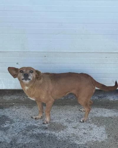Câine 1626, female Mixed Breed for adoption at Adăpost Canin Craiova