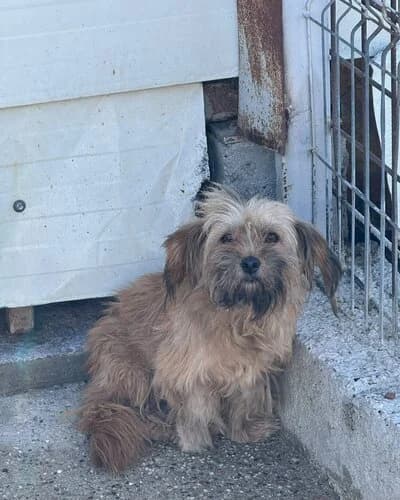 Câine 1627, male Mixed Breed for adoption at Adăpost Canin Craiova
