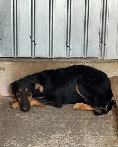 Câine 1632, male Mixed Breed for adoption at Adăpost Canin Craiova