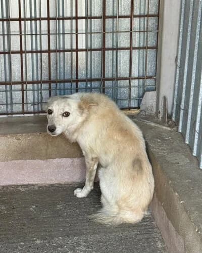Câine 1643, male Mixed Breed for adoption at Adăpost Canin Craiova