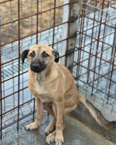 Câine 1645, male Mixed Breed for adoption at Adăpost Canin Craiova