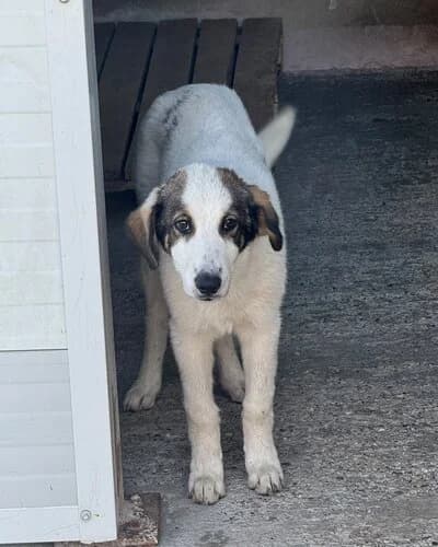 Câine 1646, male Mixed Breed for adoption at Adăpost Canin Craiova