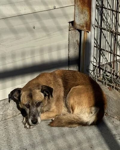 Câine 1647, female Mixed Breed for adoption at Adăpost Canin Craiova