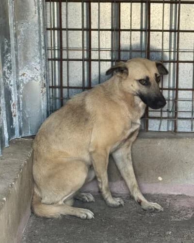 Câine 1648, female Mixed Breed for adoption at Adăpost Canin Craiova