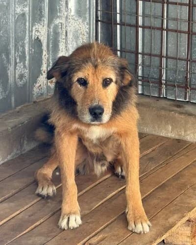 Câine 1649, male Mixed Breed for adoption at Adăpost Canin Craiova
