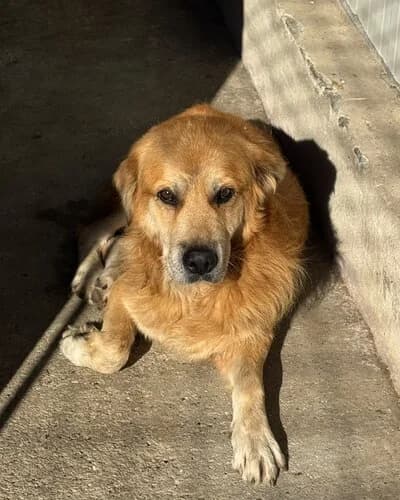 Câine 1650, male Mixed Breed for adoption at Adăpost Canin Craiova