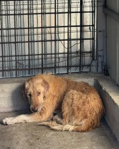 Câine 1651, male Mixed Breed for adoption at Adăpost Canin Craiova