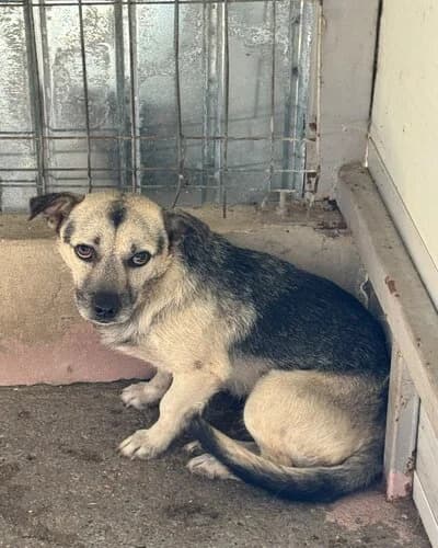 Câine 1652, male Mixed Breed for adoption at Adăpost Canin Craiova