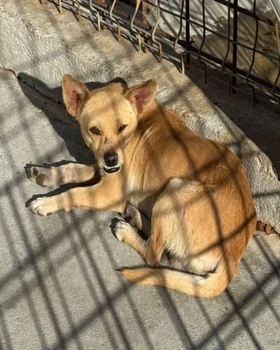 Câine 1653, male Mixed Breed for adoption at Adăpost Canin Craiova