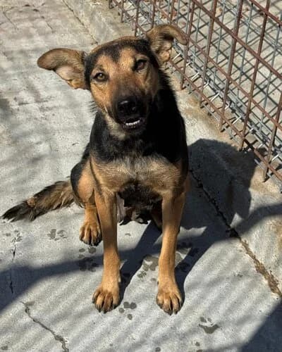 Câine 1657, female 3yo Mixed Breed for adoption at Adăpost Canin Craiova