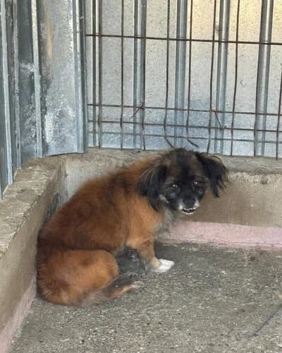 Câine 1659, female senior Mixed Breed for adoption at Adăpost Canin Craiova