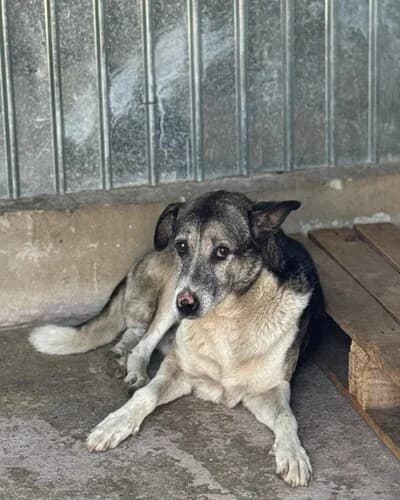 Câine 1662, male senior Mixed Breed for adoption at Adăpost Canin Craiova