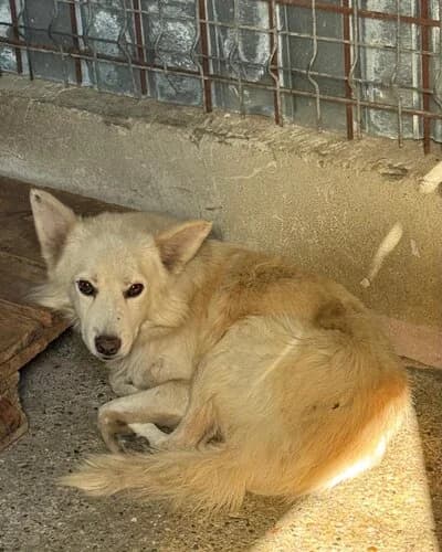 Câine 1663, male 5yo Mixed Breed for adoption at Adăpost Canin Craiova