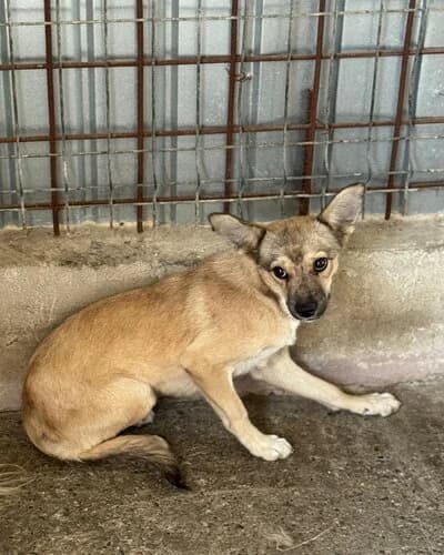 Câine 1664, male young Mixed Breed for adoption at Adăpost Canin Craiova
