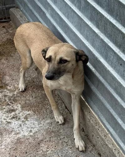 Câine 1679, female young Mixed Breed for adoption at Adăpost Canin Craiova