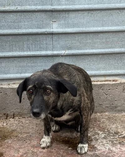 Câine 1680, female 7yo Mixed Breed for adoption at Adăpost Canin Craiova