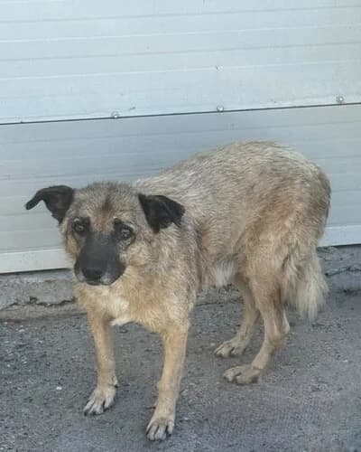 Câine 1688, male 7yo Mixed Breed for adoption at Adăpost Canin Craiova
