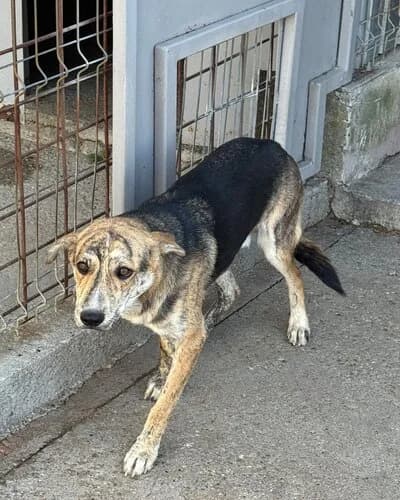 Câine 1689, male young Mixed Breed for adoption at Adăpost Canin Craiova