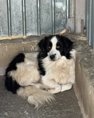 Câine 1694, male young Mixed Breed for adoption at Adăpost Canin Craiova