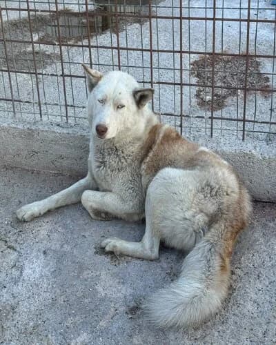 Câine 1696, male 5yo Mixed Breed for adoption at Adăpost Canin Craiova
