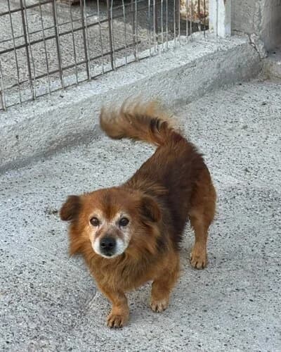 Câine 1697, male senior Mixed Breed for adoption at Adăpost Canin Craiova
