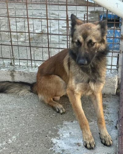 Câine 1712, male 3yo Mixed Breed for adoption at Adăpost Canin Craiova