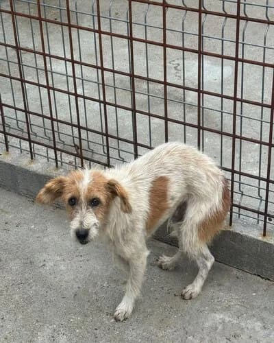 Câine 1715, male young Mixed Breed for adoption at Adăpost Canin Craiova